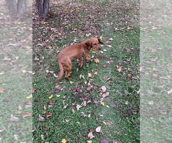 Medium Photo #2 Redbone Coonhound-Unknown Mix Puppy For Sale in Aurora, IN, USA