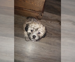 YorkiePoo Puppy for sale in KANKAKEE, IL, USA