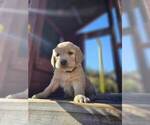 Small #10 Golden Retriever