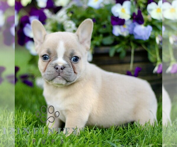 Medium Photo #3 French Bulldog Puppy For Sale in RONKS, PA, USA