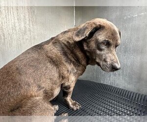 Beagle-Unknown Mix Dogs for adoption in San Antonio, TX, USA