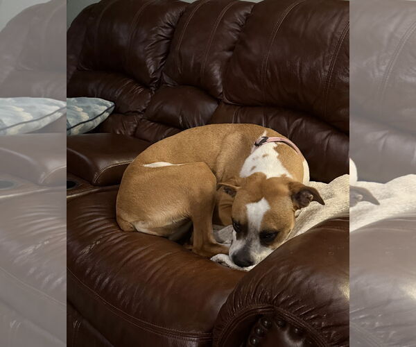 Medium Photo #10 Boxer-Unknown Mix Puppy For Sale in Euless, TX, USA