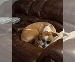 Small #9 Boxer Mix
