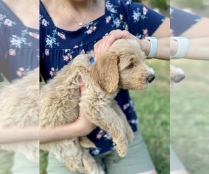 Goldendoodle Puppy for Sale in BRKN ARW, Oklahoma USA