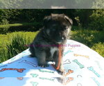 Small #2 German Shepherd Dog