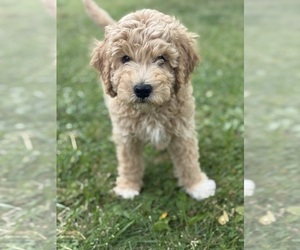 Goldendoodle (Miniature) Puppy for sale in NEWPORT, MN, USA