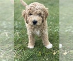 Image preview for Ad Listing. Nickname: Boy Doodle Purp