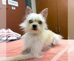 Toxirn Dogs for adoption in Rancho Cucamonga, CA, USA