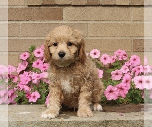 Cavachon-Poodle (Miniature) Mix Puppy for sale in DALTON, OH, USA