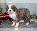 Puppy Mia Bernedoodle (Miniature)