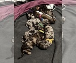 Image preview for Ad Listing. Nickname: Litter of 10
