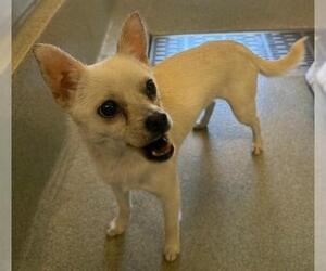 Chihuahua Dogs for adoption in San Martin, CA, USA