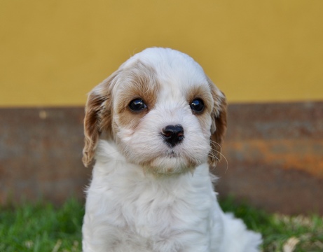 Medium Photo #16 Cavapoo Puppy For Sale in PHOENIX, AZ, USA