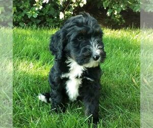 Bernedoodle Puppy for sale in BLAIN, PA, USA