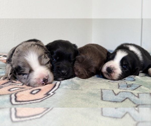Medium Photo #1 Australian Shepherd Puppy For Sale in DEVINE, TX, USA