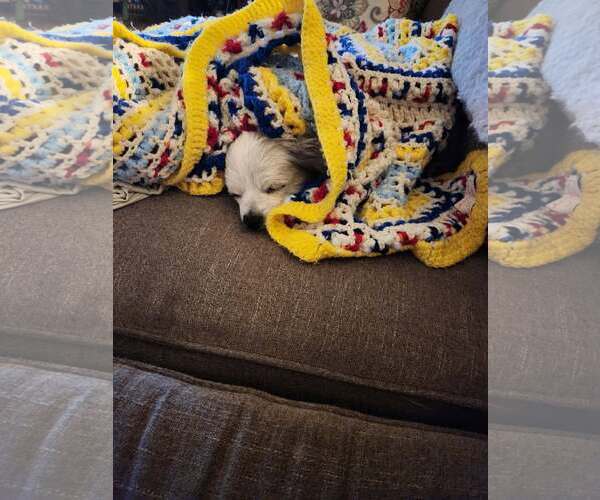 Medium Photo #4 Papillon Puppy For Sale in Arlington, WA, USA