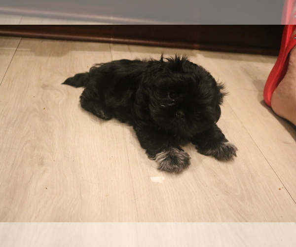 Medium Photo #2 Shih Tzu Puppy For Sale in FORT MYERS, FL, USA