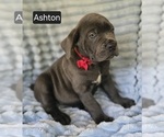 Small #8 Cane Corso