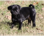 Small Photo #7 Pug Puppy For Sale in WINNSBORO, TX, USA