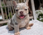 Small Photo #28 French Bulldog Puppy For Sale in GOSHEN, IN, USA