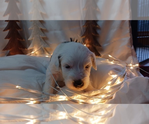 Medium Photo #5 Border Collie-Sheepadoodle Mix Puppy For Sale in MARATHON, WI, USA