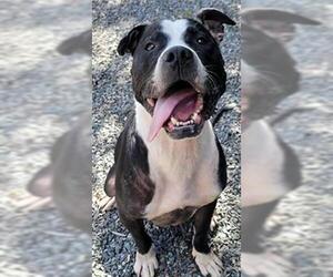 American Pit Bull Terrier-Unknown Mix Dogs for adoption in Newton, NC, USA
