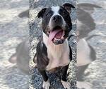 Small American Pit Bull Terrier Mix