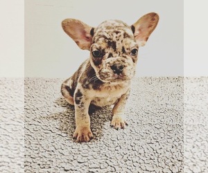 French Bulldog Puppy for sale in CENTRALIA, IL, USA