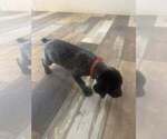 Puppy 13 German Shorthaired Pointer
