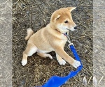 Small Photo #9 Shiba Inu Puppy For Sale in MISSOULA, MT, USA