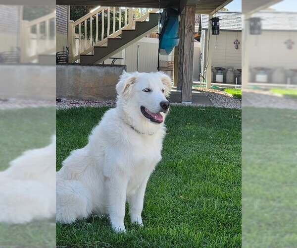 Medium Photo #3 Great Pyrenees Puppy For Sale in MIDWAY, UT, USA