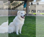 Small Photo #3 Great Pyrenees Puppy For Sale in MIDWAY, UT, USA