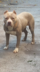 Small Photo #1 American Pit Bull Terrier Puppy For Sale in TRACY, CA, USA