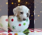Small Photo #1 Chiweenie Puppy For Sale in LAUREL SPRINGS, NC, USA