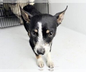 Chihuahua-Unknown Mix Dogs for adoption in Houston, TX, USA