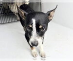Small Chihuahua Mix