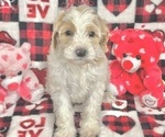 Puppy Namine Goldendoodle