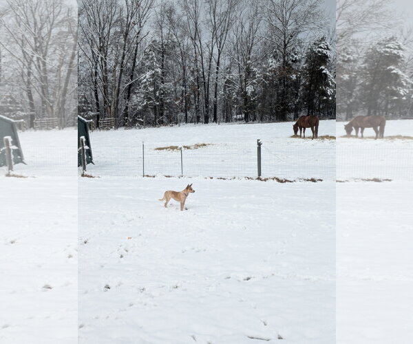 Medium Photo #3 Mutt Puppy For Sale in Garden City, NY, USA