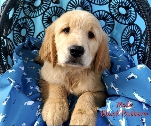 Medium Photo #6 Golden Retriever Puppy For Sale in SACRAMENTO, CA, USA
