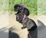 Small Photo #12 French Bulldog Puppy For Sale in NEW CASTLE, PA, USA
