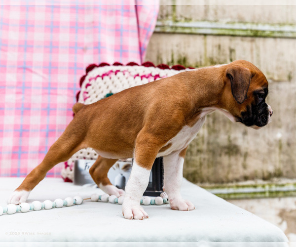 Medium Photo #7 Boxer Puppy For Sale in WAKARUSA, IN, USA