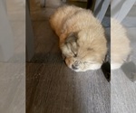 Litter of 3 - Male(s) and Female(s) Chow ChowLitter of Puppies for Sale - Photo #7