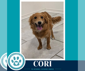 Chiranian Dogs for adoption in Kimberton, PA, USA