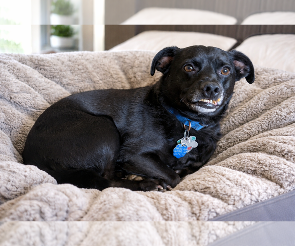 Medium Photo #4 Chug Puppy For Sale in Phoenix, AZ, USA