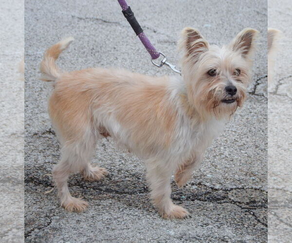 Medium Photo #5 Cairn Terrier-Unknown Mix Puppy For Sale in Huntley, IL, USA