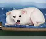 Small #2 Chihuahua Mix