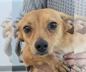 Chihuahua-Unknown Mix Dogs for adoption in Mukwonago, WI, USA