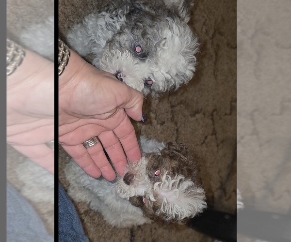 Medium Photo #4 Poodle (Toy) Puppy For Sale in DYERSBURG, TN, USA