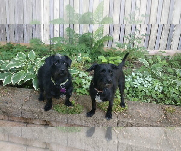 Medium Photo #15 Chihuahua-Unknown Mix Puppy For Sale in Crystal, MN, USA