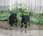 Small Photo #15 Chihuahua-Unknown Mix Puppy For Sale in Crystal, MN, USA